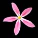 phlox ADSURGENS WAGON WHEEL