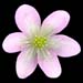 pink hepatica