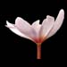pink sanguinaria side view