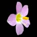 polemonium carneum