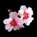 primula princess 2