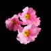 primula princess sport