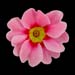primula princess
