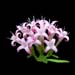 putaria calabrica
