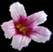 rhemania glutinosa