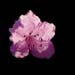 rhododendron pjm