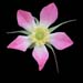 rosa rubriflora