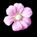rubus arcticus cleenup