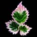 rubus fruticosus variegatus 2