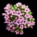 sedum pilosum flower