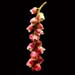 stachyurus praecox rubriflpra