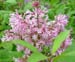 syringa swegiflexa 'James Mcfarland'