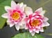 waterlilies