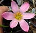 zephranthes macrosiphon