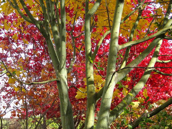 Acer grosseri and Acer japonicum