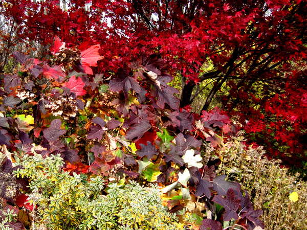 Acer japonicum Hydrangea quercifolia Snow Queen