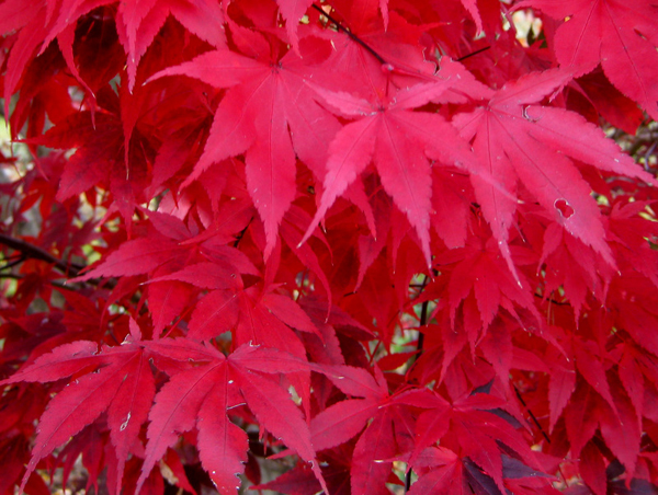 Acer palmatum ex Bloodgood 2