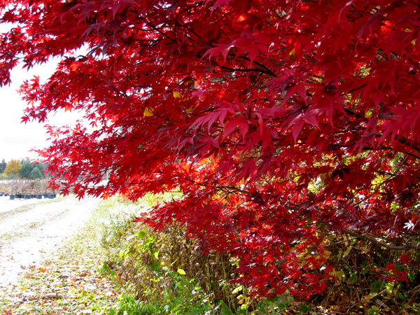 Acer palmatum ex Bloodgood 3