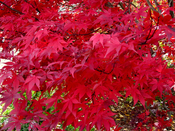 Acer palmatum ex Bloodgood 4