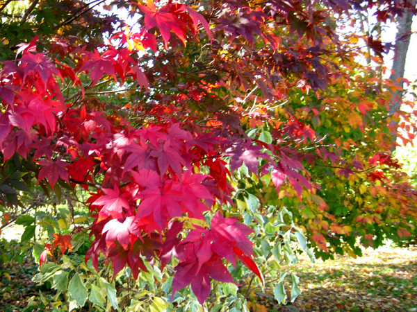 Acer palmatume x Bloodgood 5