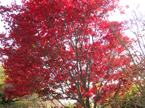 Acer palmatume x Bloodgood