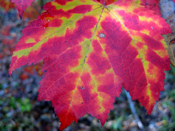 Acer rubrum Shocking Gold 3