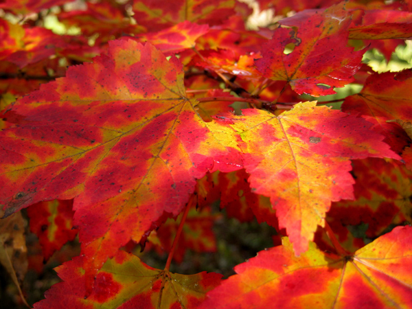 Acer rubrum Shocking Gold 4