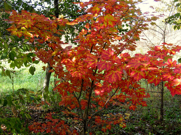 Acer rubrum Shocking Gold