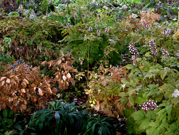 Actaea pachypoda 2