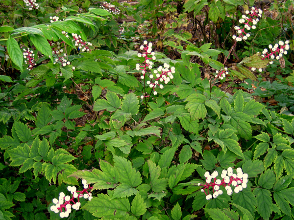 Actaea pachypoda 3