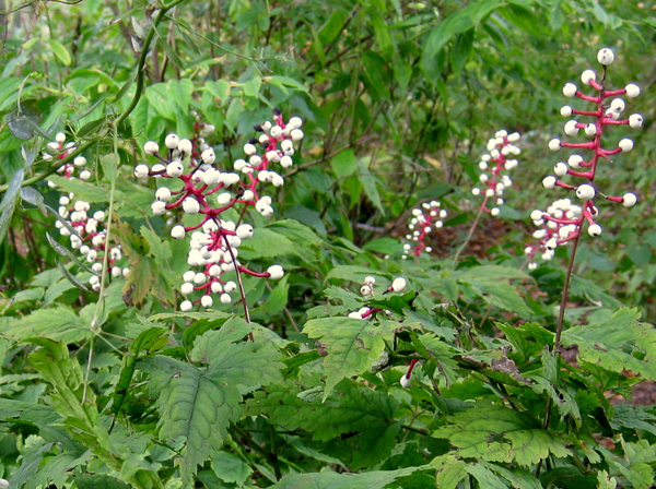 Actaea pachypoda 4