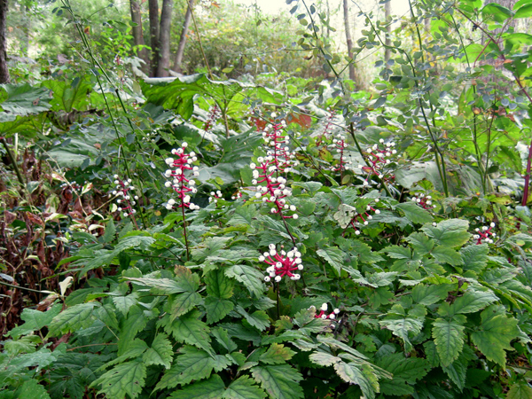 Actaea pachypoda 5