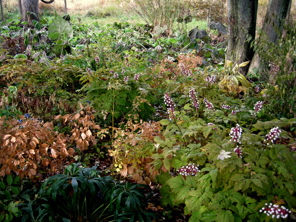 Actaea pachypoda 7