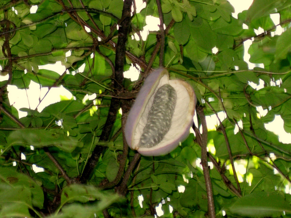 Akebia fruit