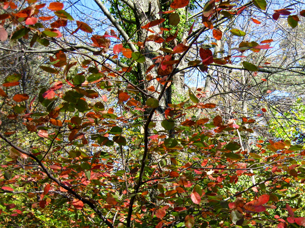 Amelanchier laevis 2