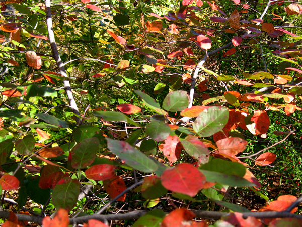 Amelanchier laevis 3