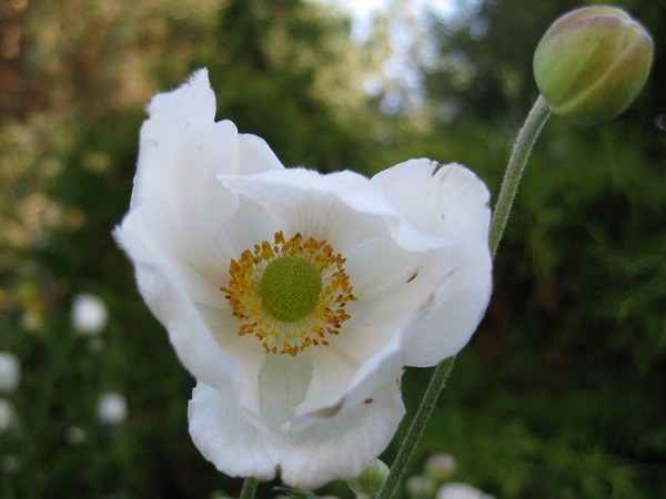 Anemone h japonica Andrea Atkinson 4