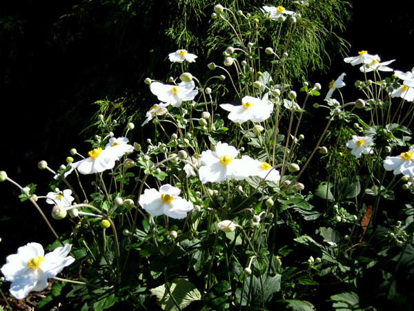 Anemone h japonica Andrea Atkinson