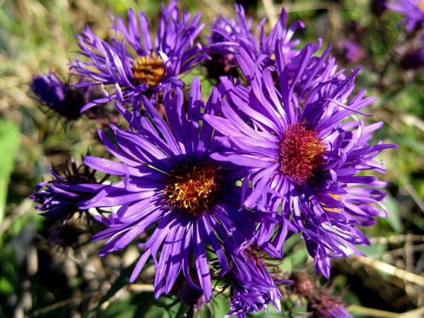 Aster punicus