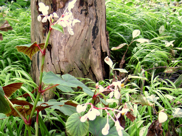 Begonia grandis 1