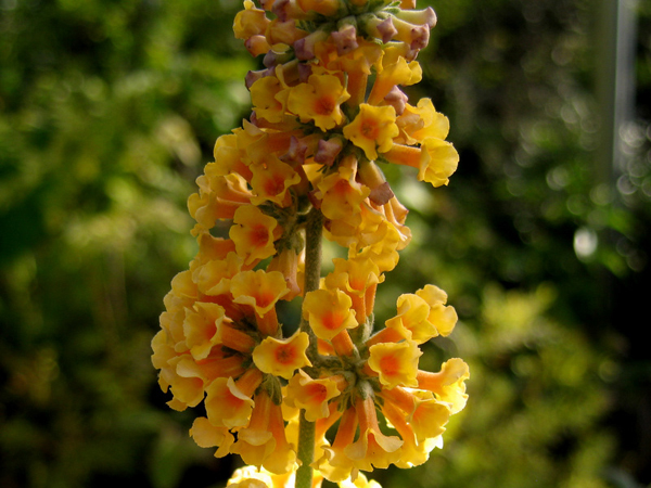 Buddleja globosa