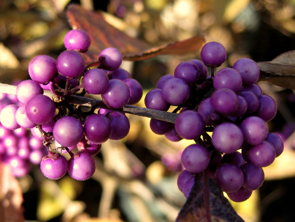 Callicarpa dichotoma 3