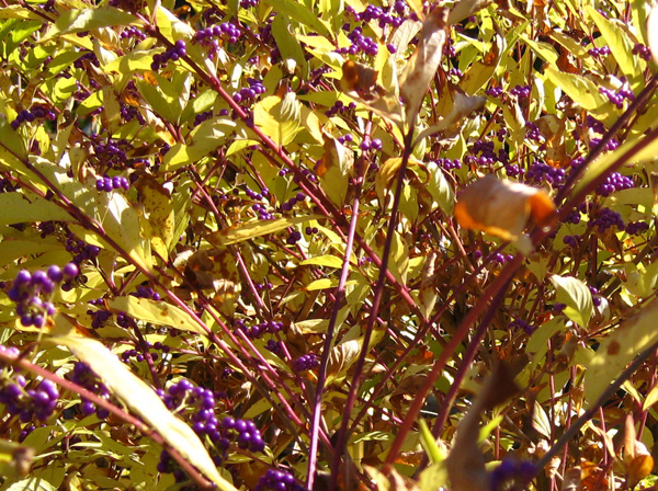 Callicarpa dichotoma 4