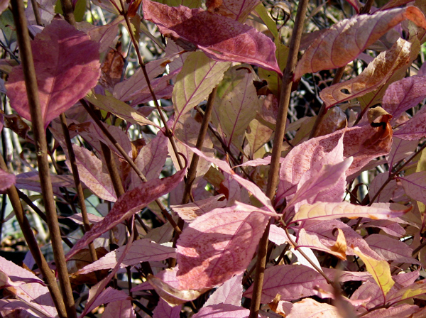 Callicarpa dichotoma 5