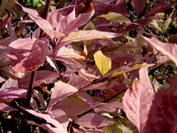 Callicarpa dichotoma