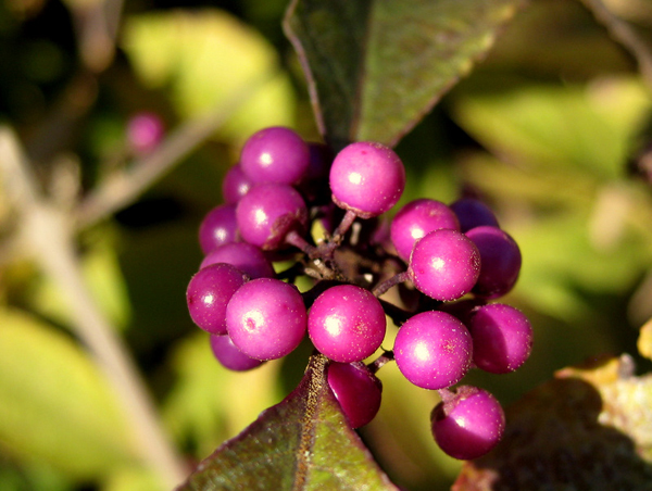 Callicarpa giraldii Profusion Heronswood 1