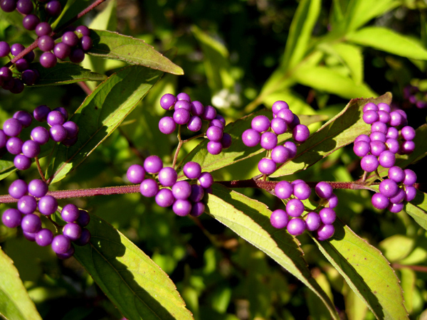 Callicarpa giraldii Profusion Heronswood 2