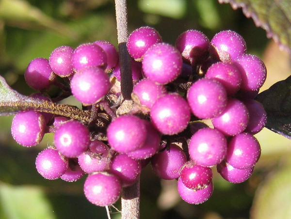 Callicarpa giraldii Profusion Heronswood