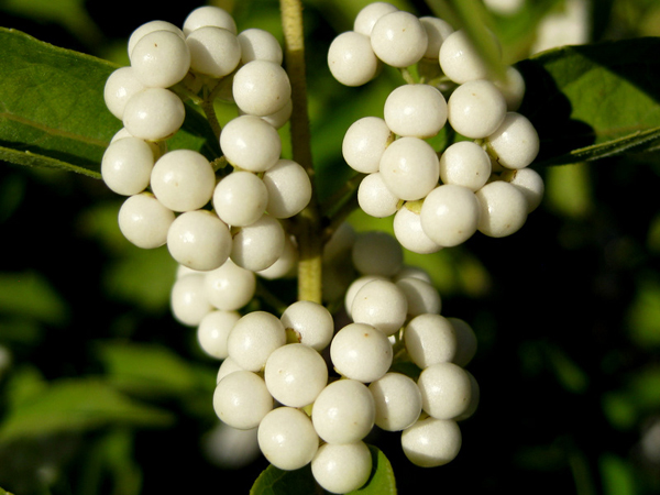 Callicarpa japonica Leucocarpa