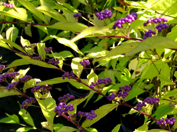 Callicarpa japonica